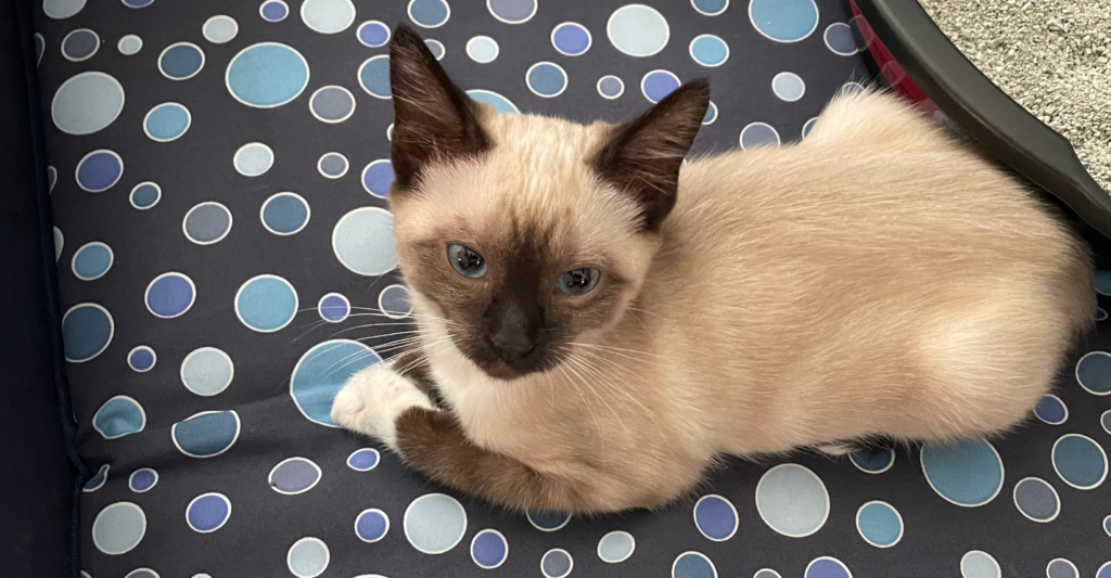 Photo of Freya, a siamese mix kitten, laying on a polka dot mat