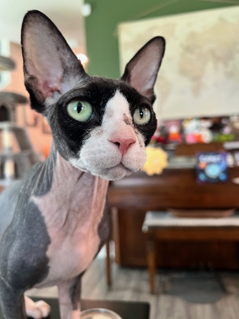 Portrait of Boo Radley, a grey, white, and black sphinx cat.