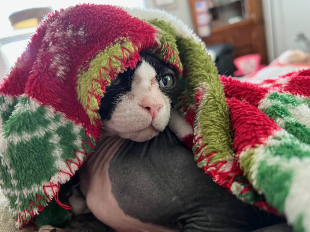 Boo Radley, a sphinx cat, peeking out from under a red and green blanket